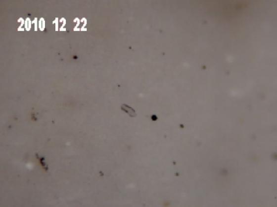 ECHT10B PARTICULES EAU DE PLUIE