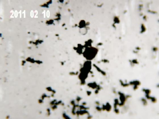 ECHT 1RH MICROPARTICULES