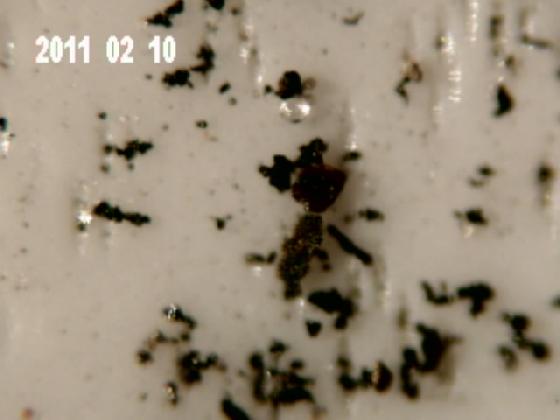 ECHT 1RH MICROPARTICULES