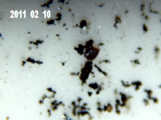 ECHT 1 RH MICROPARTICULES