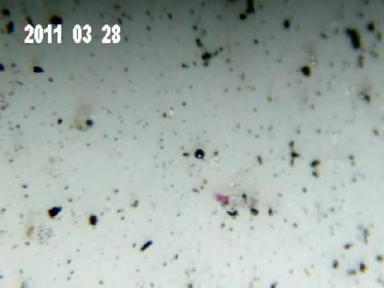 ECHT 2 R B A MICROPARTICULES ECHT 2 R B A MICROPARTICULES