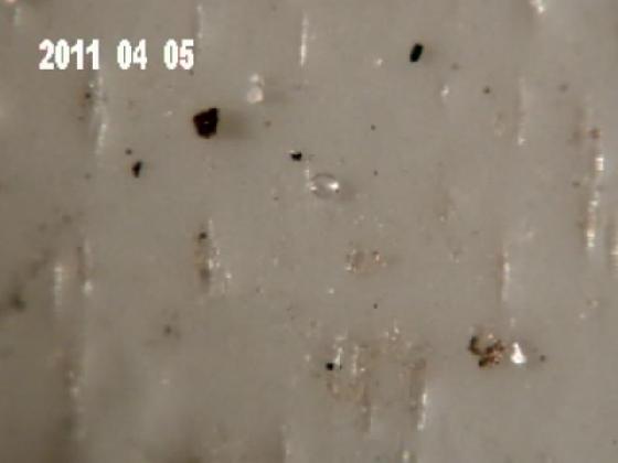 ECHT S E P MICROPARTICULES