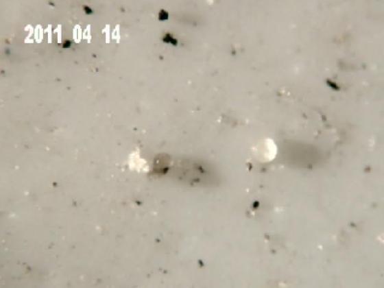 ECHT 24 S BCB MICROPARTICULES ECHT 24 S BCB MICROPARTICULES