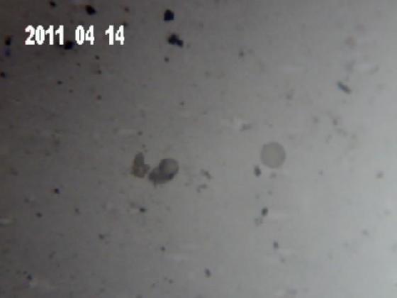ECHT 24 S BCB MICROPARTICULES ECHT 24 S BCB MICROPARTICULES
