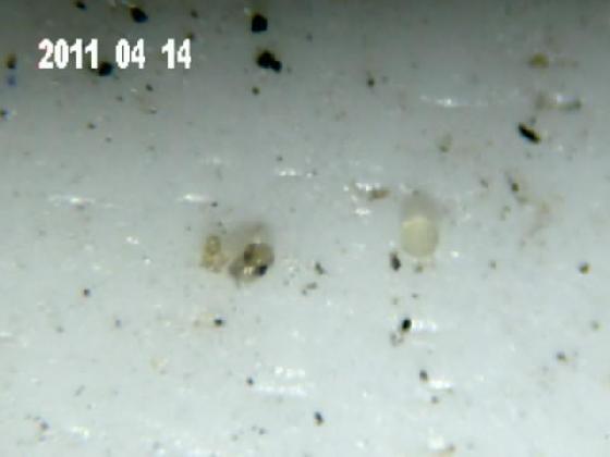 ECHT 24 S BCB MICROPARTICULES ECHT 24 S BCB MICROPARTICULES