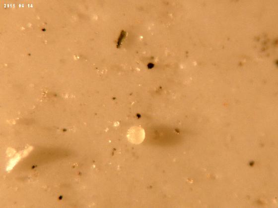 ECHT 24 S BCB MICROPARTICULES 