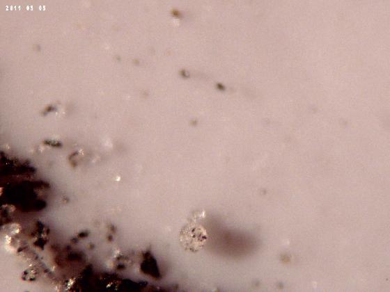 ECHT 28 B A MICROPARTICULES ECHT 28 B A MICROPARTICULES