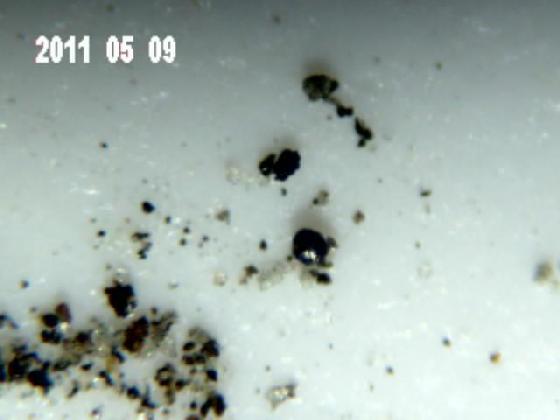 ECHT 29 B MICROPARTICULES