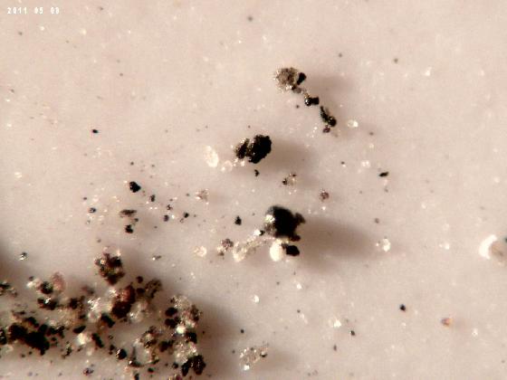 ECHT 29 B MICROPARTICULES ECHT 29 B MICROPARTICULES