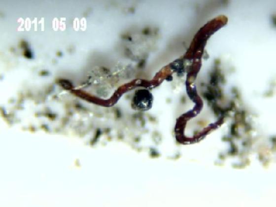 ECHT 28 B MICROPARTICULES ECHT 28 B MICROPARTICULES