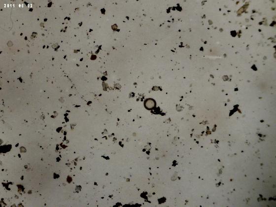 ECHT3O B MICROPARTICULES ECHT3O B MICROPARTICULES