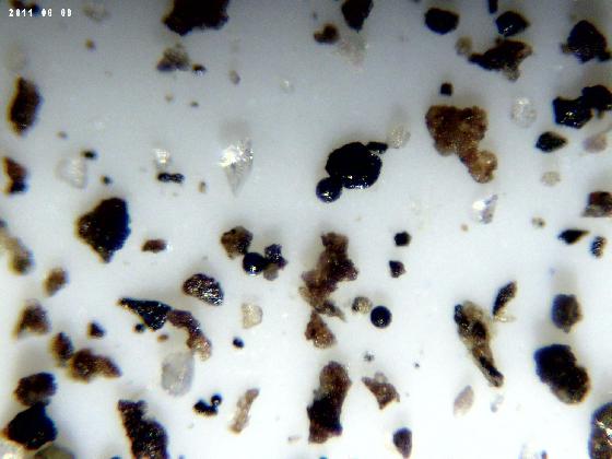 ECHT 3 DUNES MICROPARTICULES