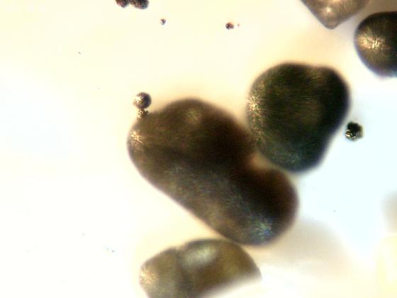 ECHT 6 DUNES MICROPARTICULES ECHT 6 DUNES MICROPARTICULES