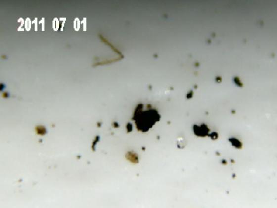 ECHT 9 DUNES MICROPARTICULES ECHT 9 DUNES MICROPARTICULES
