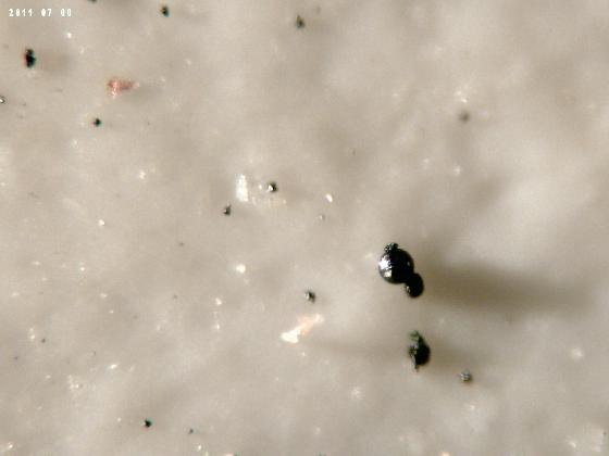 ECHT 8 DUNES MICROPARTICULES ECHT 8 DUNES MICROPARTICULES