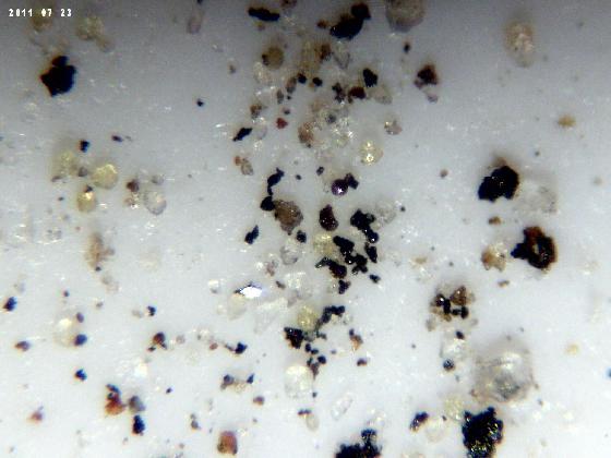 ECHT 38 B MICROPARTICULES ECHT 38 B MICROPARTICULES