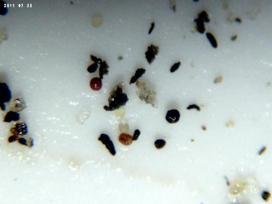 ECHT 39 B MICROPARTICULES ECHT 39 B MICROPARTICULES