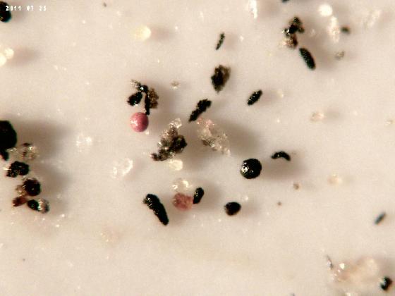 ECHT 39 B MICROPARTICULES ECHT 39 B MICROPARTICULES