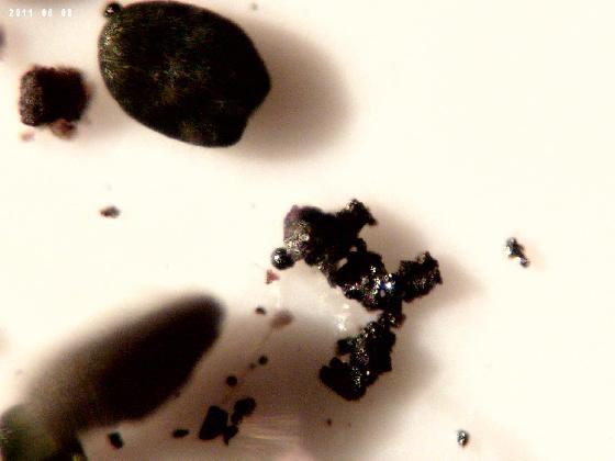 ECHT 1 DUNES MICROPARTICULES ECHT 1 DUNES MICROPARTICULES