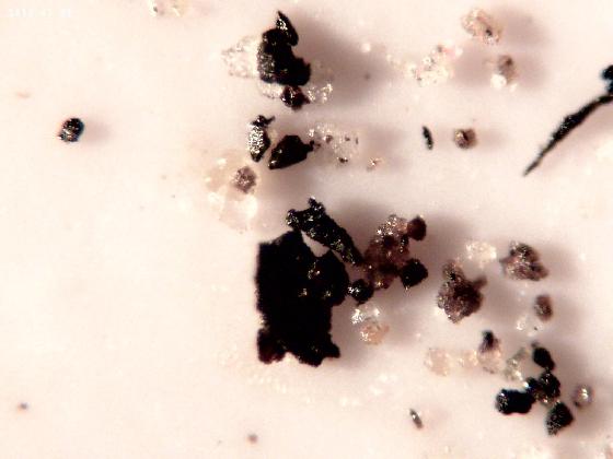 ECHT B 39 MICROPARTICULES ECHT B 39 MICROPARTICULES