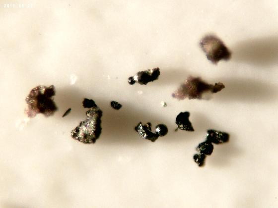 ECHT 14 DUNES MICROPARTICULES ECHT 14 DUNES MICROPARTICULES