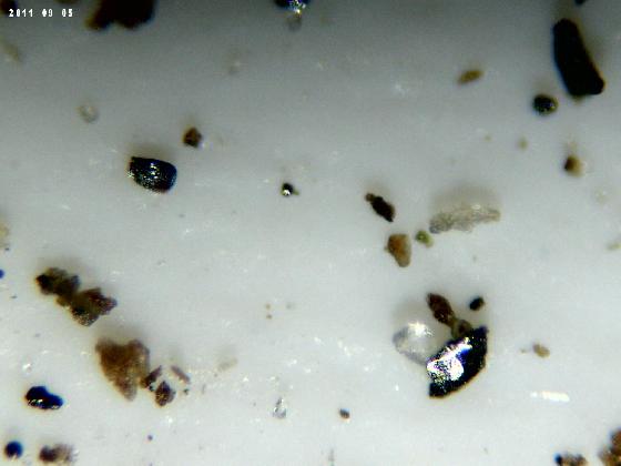ECHT 17 DUNES MICROPARTICULES ECHT 17 DUNES MICROPARTICULES