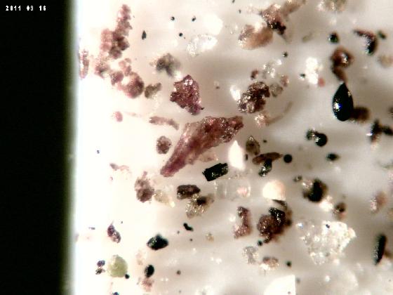 ECHT 18 19 DUNES MICROPARTICULES ECHT 18 19 DUNES MICROPARTICULES