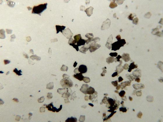 ECHT 43 B MICROPARTICULES ECHT 43 B MICROPARTICULES