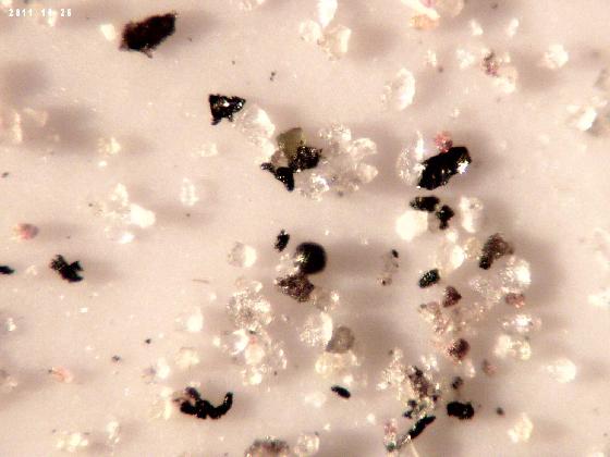 ECHT 43 B MICROPARTICULES ECHT 43 B MICROPARTICULES