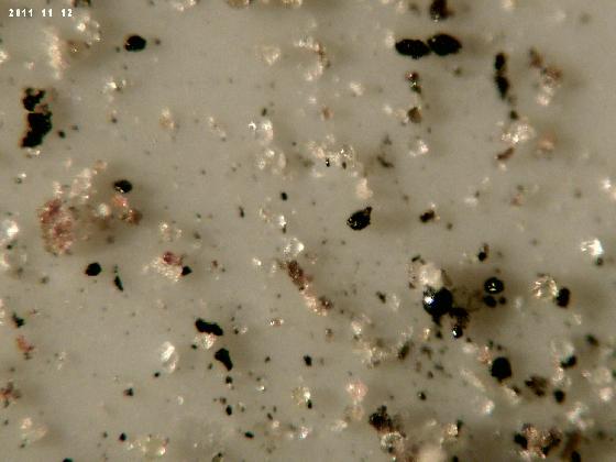 ECHT 54 B MICROPARTICULES ECHT 54 B MICROPARTICULES
