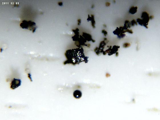 ECHT 56 B MICROPARTICULES ECHT 56 B MICROPARTICULES