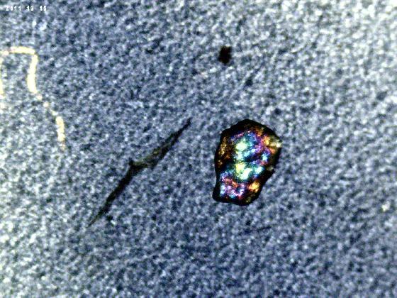 MICROPARTICULES POLARISATION