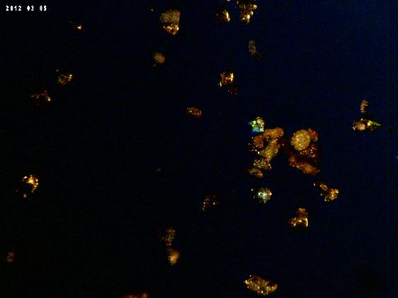 ECHT 62 B MICROPARTICULES 