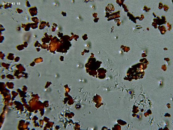 ECHT 62 B MICROPARTICULES 