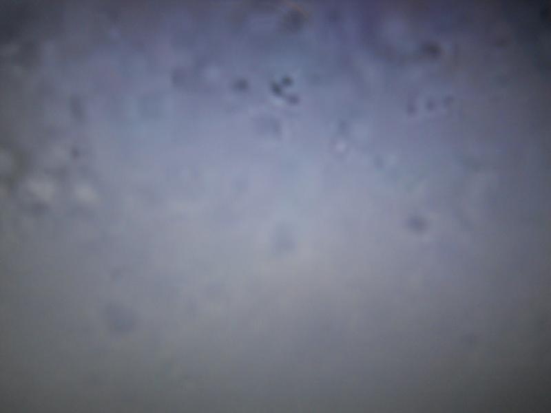 Micro organismes avec la lave de Lanzarote 