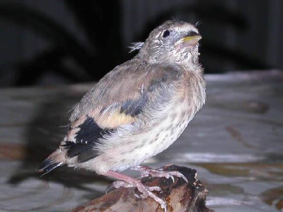 chardonneret élégant 1