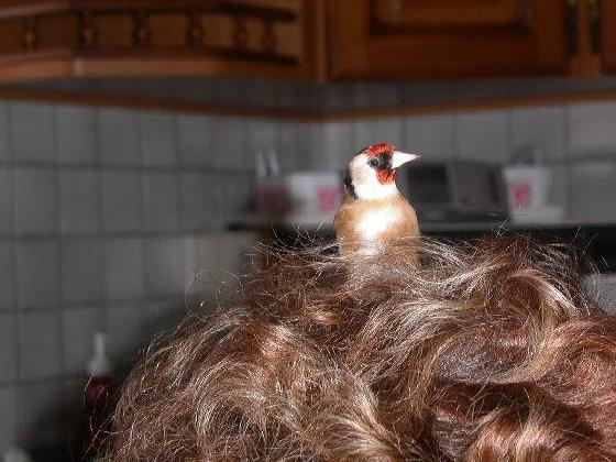 chardonneret élégant 2