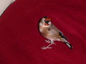 chardonneret élégant 3