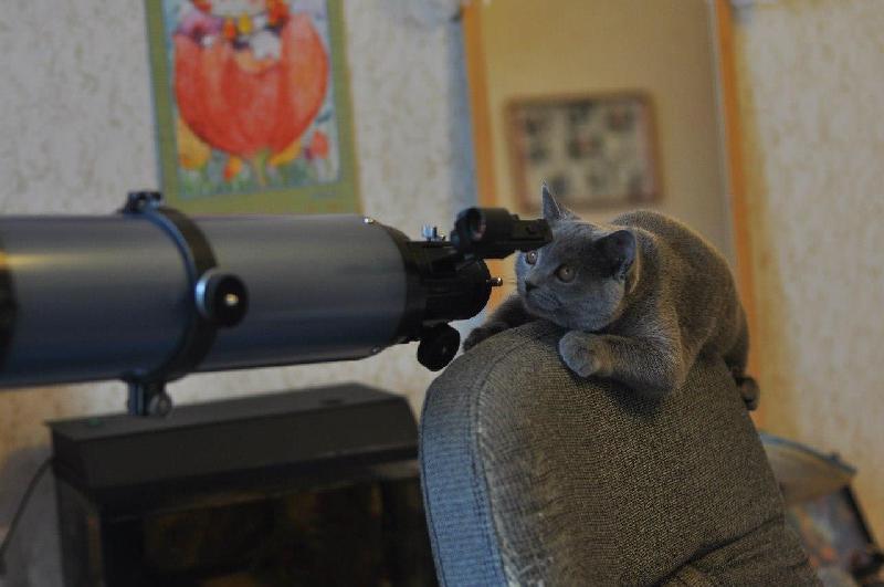 chatlunette chatlunette