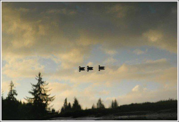3canards