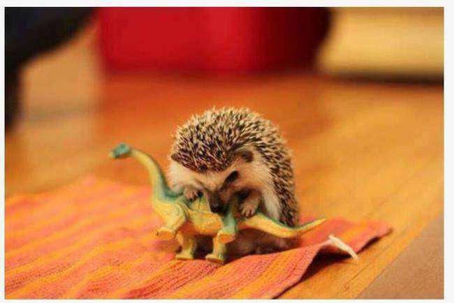 fin des dinosaure fin des dinosaure