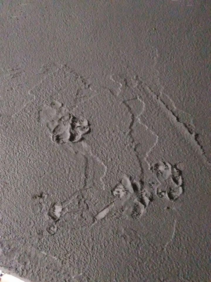 chat_travaux