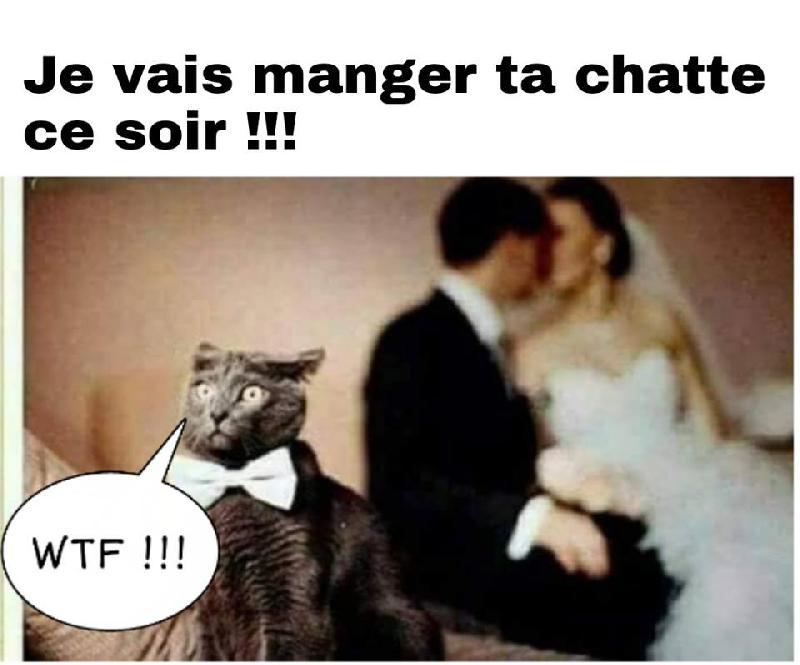 chatte