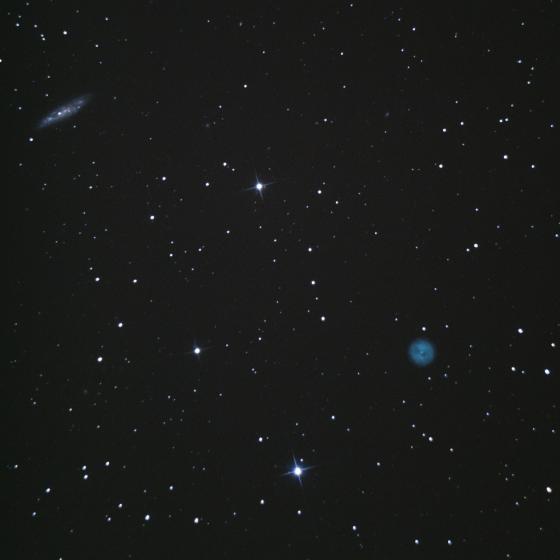 Le hibou fait du surf