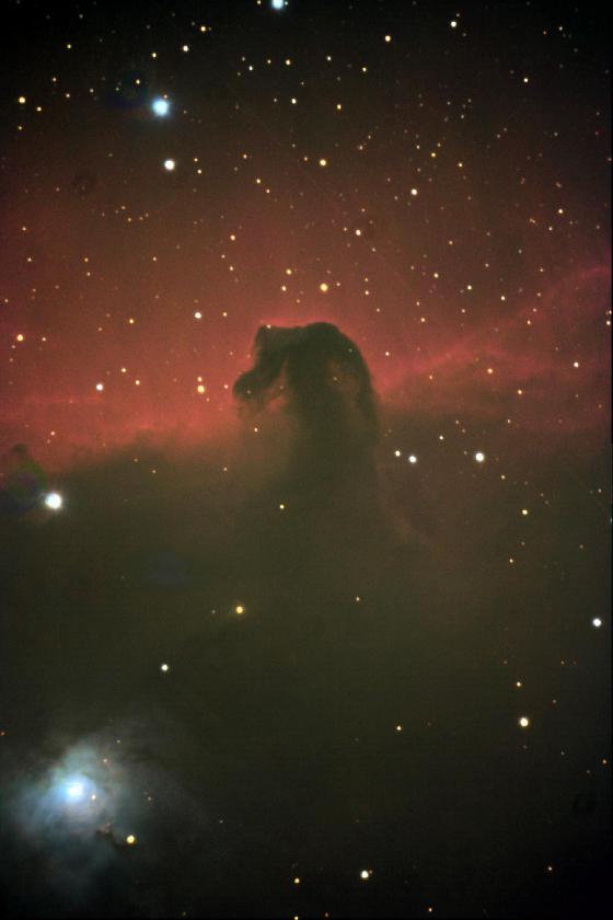 Horse Head