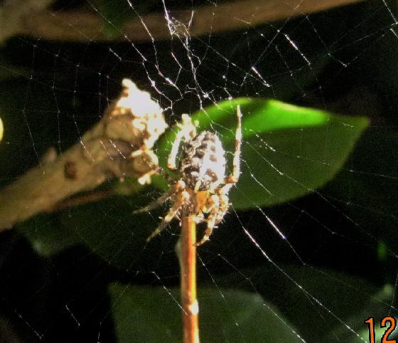 Araignée