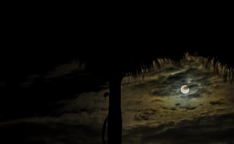 Lune dans mes palmiers 2