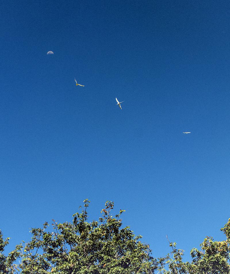 Objectif Lune - Pailles en queue Objectif Lune - Pailles en queue