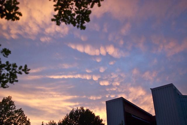 Mamatus
