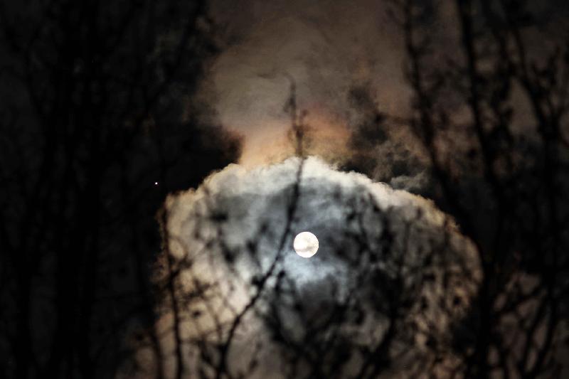 Lune danse avec les bourgeons et Jupi observe Lune danse avec les bourgeons et Jupi observe
